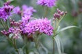 Smooth ironweed Vernonia fasciculata, purple flowers and buds